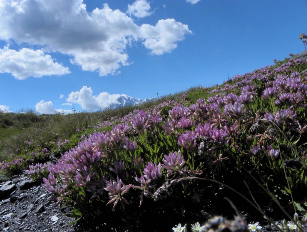 Trifolium alpinum?  Sì !